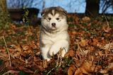 ALASKAN MALAMUTE 585